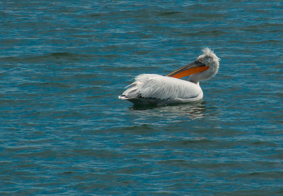 Winterliche Vogelbeobachtungstour in Bulgarien